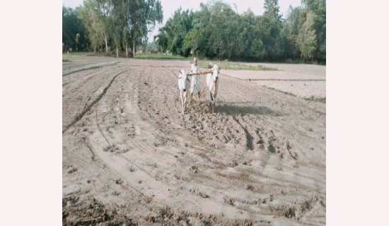 समावेशीकरणको दिशामा एउटा फड्को : गोरखापत्रद्वारा प्रकाशित बज्जिका भाषा