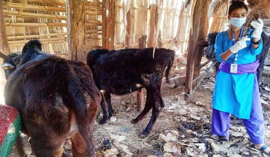 लम्पी–स्किन रोगले एकसय १० गाईगोरु मरे