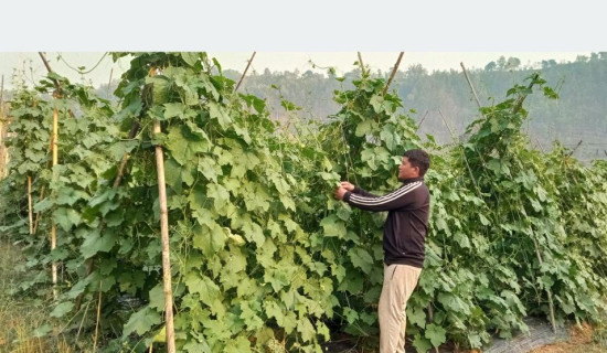 संरक्षण हुन छाड्यो रैथाने बाली